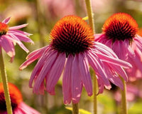 Echinacea - My Family Heirloom - Natural Factors USA