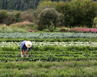 The Seeds Journey - Natural Factors USA
