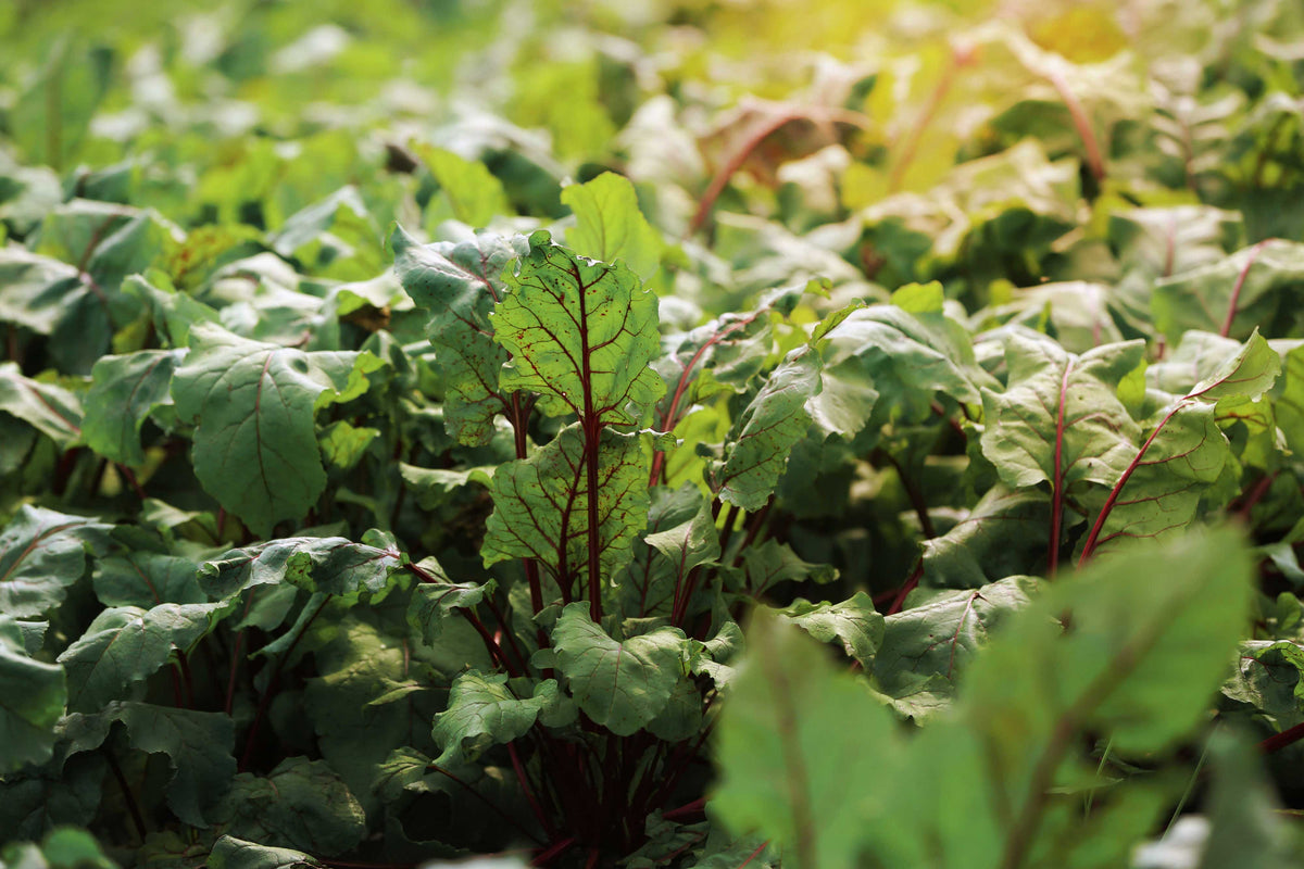 Beautiful lush Ruby Chard crop on Factors Farms 