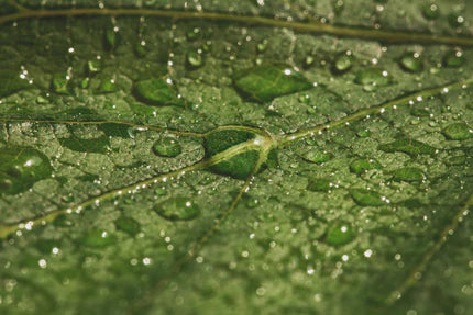 Load video: At natural Factors, we care about the source and purity of our products.